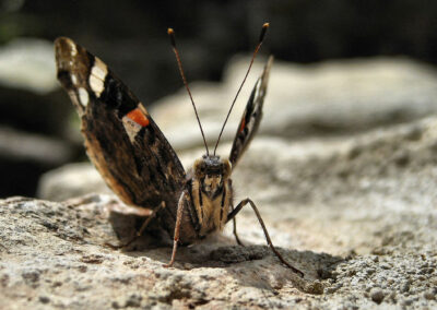 Schmetterling